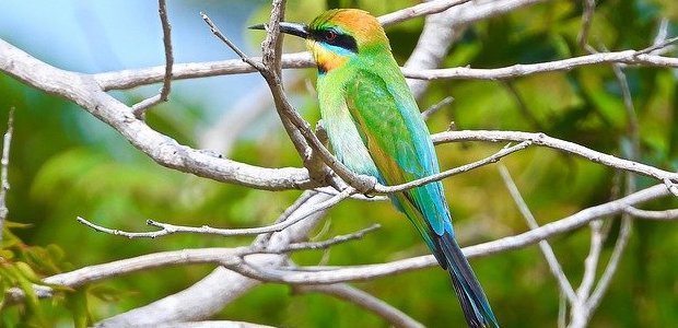 Ein bunter Vogel sitzt auf einem Ast.