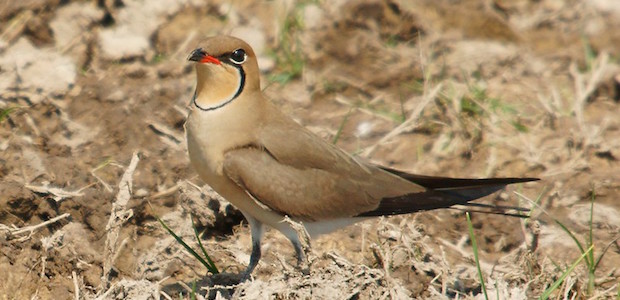 Ein Vogel steht in trockenem Laub