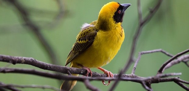 Ein gelber Vogel sitzt auf einem Ast