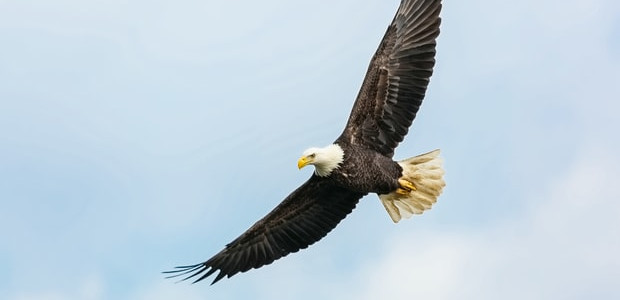 Ein Adler fliegt vor blauem Himmel.