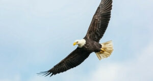 Nationalvögel aus aller Welt