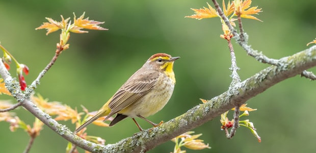 Ein kleiner Vogel sitzt auf einem Ast.