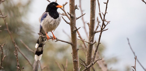 Der Rotschnabelkitta – Asiatischer Rabenvogel