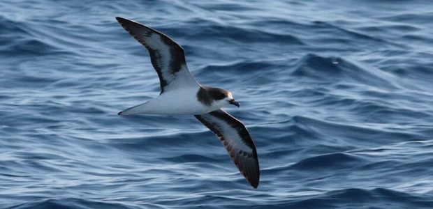 Ein Vogel fliegt über dem Meer