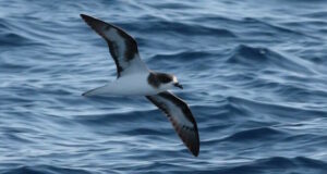 Der Bermuda-Sturmvogel – Einer der seltensten Meeresvögel der Welt