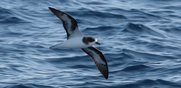 Der Bermuda-Sturmvogel – Einer der seltensten Meeresvögel der Welt