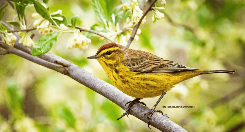 Ein Palmenwaldsänger auf einem Zweig mit weißen Blüten