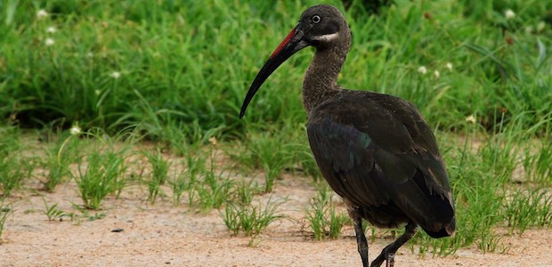 Ein Vogel mit dunklem Gefieder läuft über eine grüne Wiese.