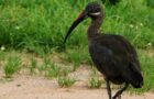 Der Hagedasch – Ibis mit feinfühligem Schnabel