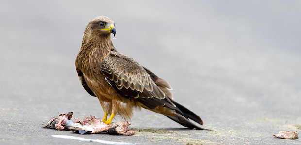 Ein Greifvogel steht auf einer Straße vor einem Stück Aas.