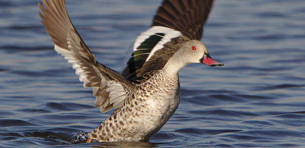 Eine Ente breitet auf dem Wasser ihre Flügel aus.