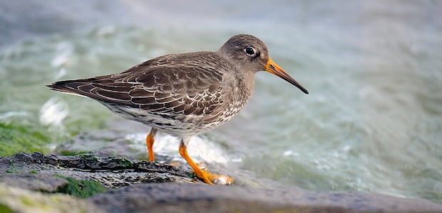 Der Meerstrandläufer – Nordischer Schnepfenvogel mit orangefarbenen Highlights