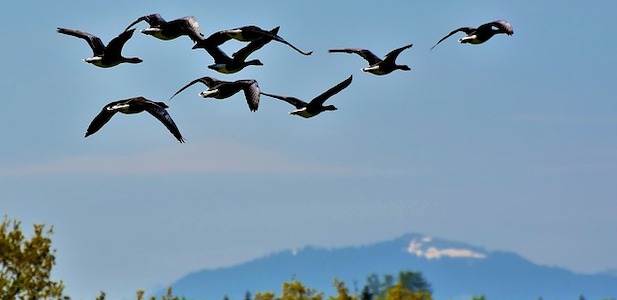 Eine Gruppe von Gänsen fliegt auf einen Berg zu.