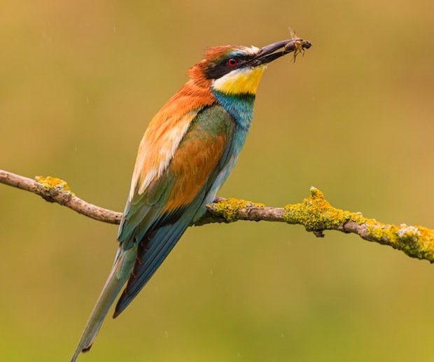 Der Bienenfresser – Farbenprächtiger Vogel