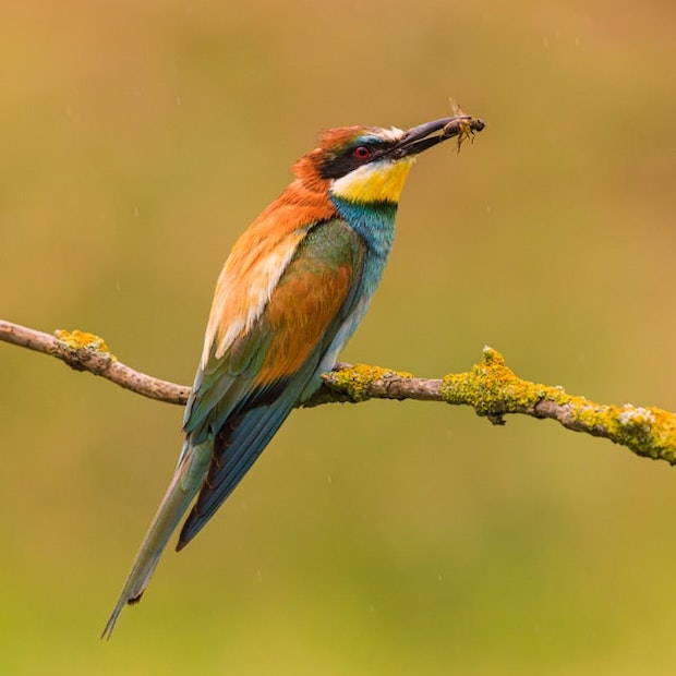 Der Bienenfresser – Farbenprächtiger Vogel