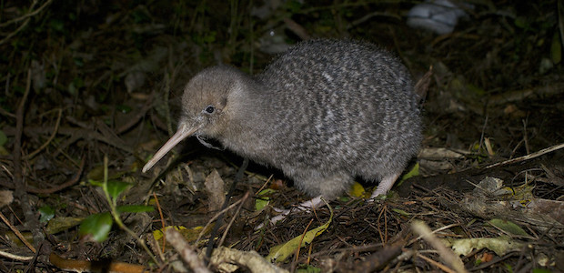 Ein Kiwi Vogel läuft in der Nacht durch Laub.