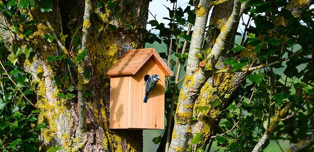 Warum wohnt kein Vogel in meinem Nistkasten?