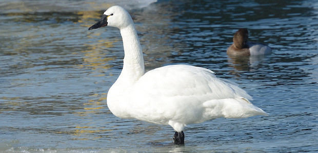 Ein Schwan steht in einem See.