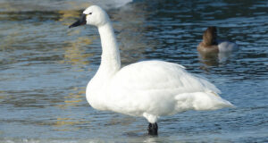 Der Pfeifschwan – Nordischer Schwan mit markanter Stimme