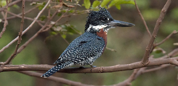 Der Riesenfischer – Ein Eisvogel in der Hitze Afrikas