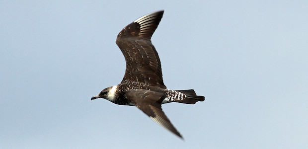 Eine Spatelraubmo%CC%88we fliegt vor hellblauem Himmel.