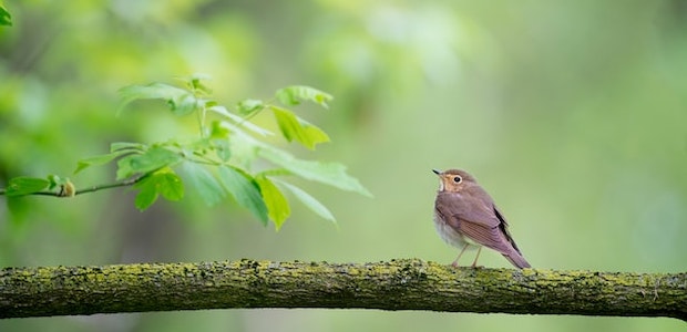 Ein kleiner Vogel sitzt auf einem Ast.