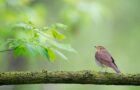 Bei diesen Datenbanken könnt ihr eure Vogelbeobachtung melden