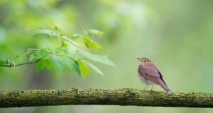 Bei diesen Datenbanken könnt ihr eure Vogelbeobachtung melden