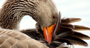 Die Bürzeldrüse: Der Geruchssinn bei Vögeln