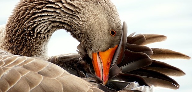 Wo ist die Fettdrüse bei der Ente? Wo ist die Fettdrüse bei der Ente?