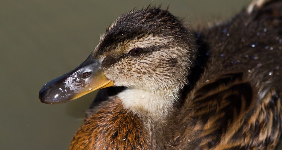 Wie riechen Vögel?