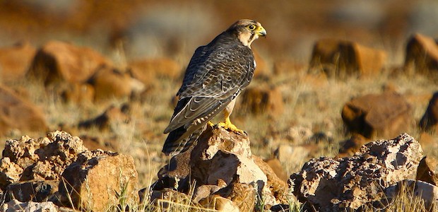 Ein Falke sitzt auf einem Stein in einer kargen Landschaft.