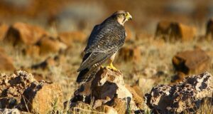 Der Lannerfalke – Wendiger Flugkünstler