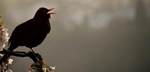 Eine Amsel sitzt auf einem Ast und singt.