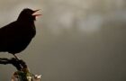 Die Frequenzen des Gesangs: Warum singen Vögel unterschiedlich hoch?