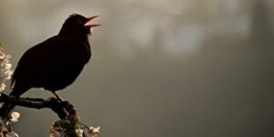 Die Frequenzen des Gesangs: Warum singen Vögel unterschiedlich hoch?