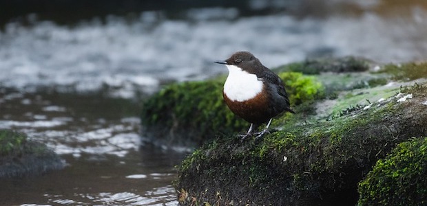 Eine Wasseramsel steht auf einem Stein an einem Fluss.