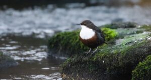 Vogelbeobachtung in Deutschland: Unterwegs in Sachsen