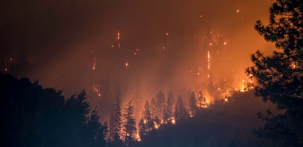 Was machen Vögel nach einem Waldbrand?