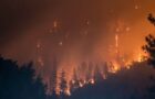 Was machen Vögel nach einem Waldbrand?