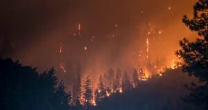 Was machen Vögel nach einem Waldbrand?