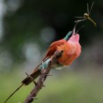 Ein Karminspint fängt eine fliegende Libelle.