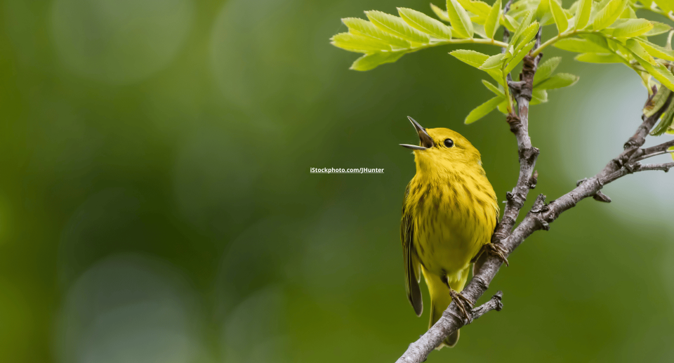Die Frequenzen des Gesangs: Warum singen Vögel unterschiedlich hoch?