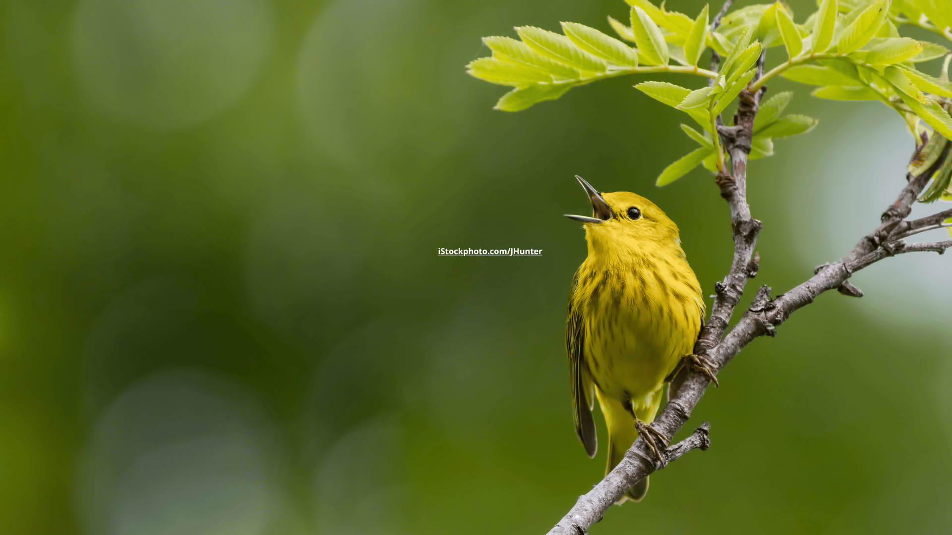 Die Frequenzen des Gesangs: Warum singen Vögel unterschiedlich hoch?