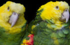 Die Gelbkopfamazone – Farbenfroher Papagei in Gefahr