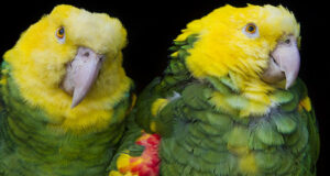 Die Gelbkopfamazone – Farbenfroher Papagei in Gefahr