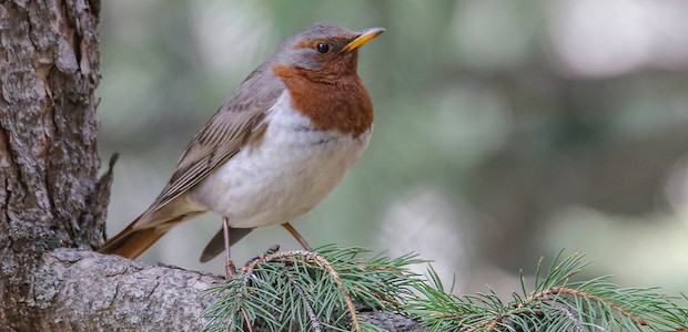 Eine Rotkehldrossel sitzt auf einem Ast im Wald.