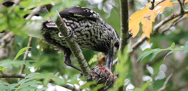 Vögel bauen einen Wald