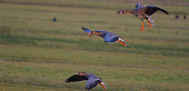 Vogelbeobachtung in Deutschland: Unterwegs in Nordrhein-Westfalen