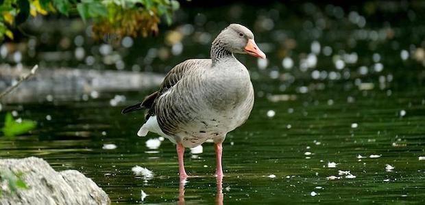 Eine Graugans steht im Wasser eines Sees.